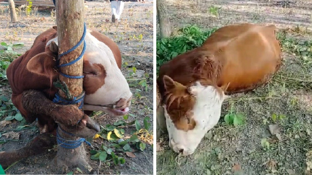 Viral Sapi Kurban Mati Terlilit Tali sebelum Disembelih di Gunung Kidul, Warganet Prihatin: Ikut Sedih