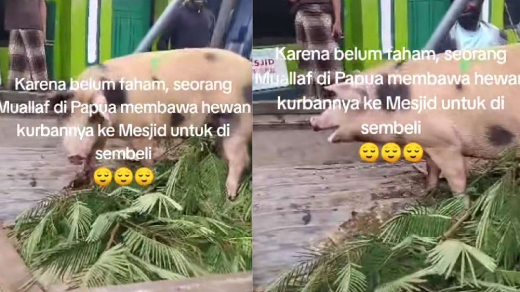 Viral Pria Mualaf Bawa Babi ke Masjid sebagai Hewan Kurban, Netizen: Malaikat Pun Bingung