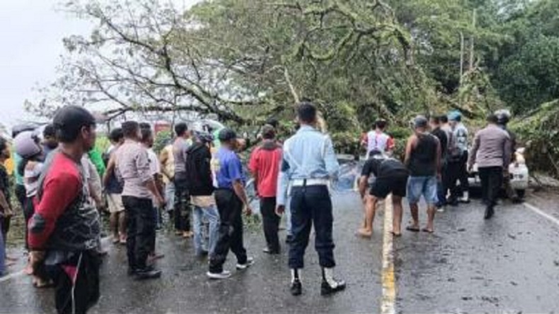 Pohon Tumbang Timpa Mobil di Ambon, Pengemudi Tewas