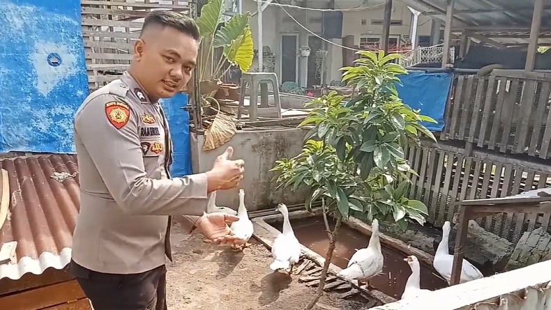 Kisah Sukses Polisi di Asahan Ternak Entok Jumbo, Setiap Bulan Terjual Ratusan Ekor