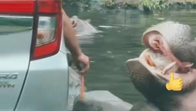 Begini Kondisi Kuda Nil usai Diberi Makan Sampah Plastik oleh Pengunjung Taman Safari Indonesia