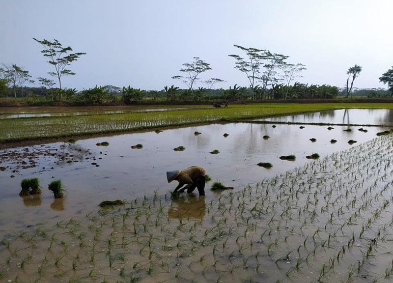 Berkah Pompanisasi di Desa Nusadadi: Sawah Kering Terairi, Padi Subur Pacu Semangat Petani