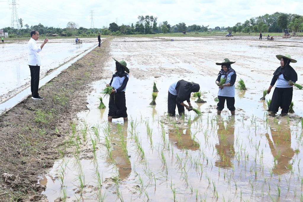 Jokowi Cek Beras di Kalteng: Kelebihan Produksi Nanti Dibawa ke IKN