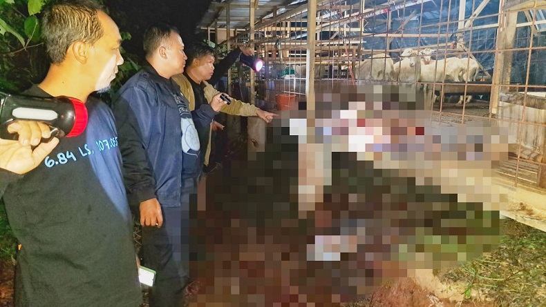 Lagi! 7 Domba Dicuri di Depok, 3 Dipotong Tinggal Sisa Jeroan