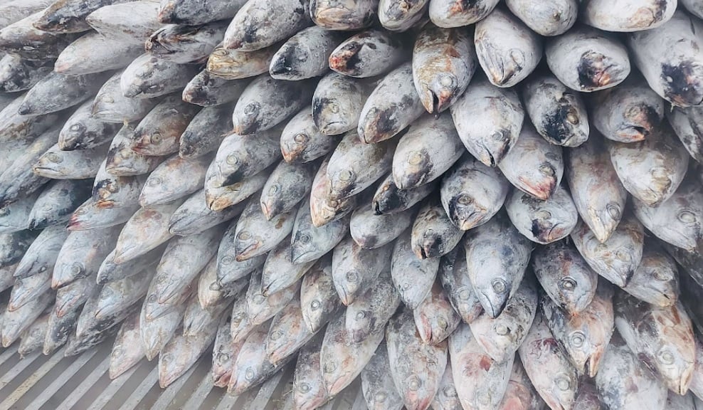 Ekspor Produk Perikanan ID Food Capai 573 Ton, Jangkau 11 Negara