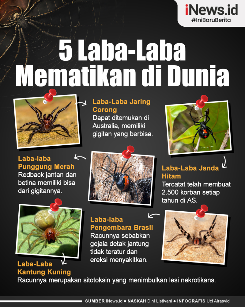 Infografis 5 Laba-Laba Mematikan di Dunia