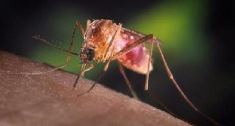 Israel Diserang Virus West Nile, 11 Orang Tewas 150 Lebih Dirawat
