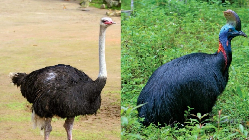 6 Burung Paling Berbahaya di Dunia, Nomor 3 Suka Menendang dengan Kaki Besar