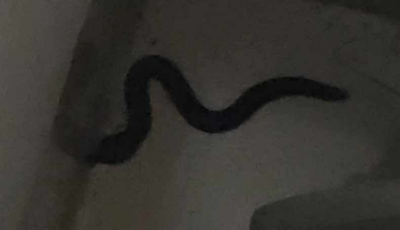 Momen Lucu Damkar Evakuasi Ular di Depok, Ternyata Mainan