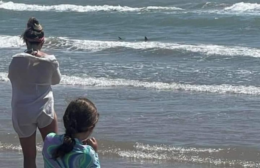 Ngeri! 4 Orang Jadi Korban Serangan Hiu di Pantai Padre Selatan Texas, 2 Lagi di Pantai Florida