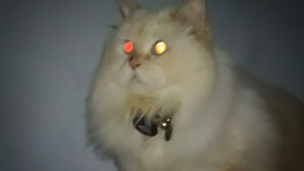 Kenapa Mata Kucing Menyala saat Gelap? 