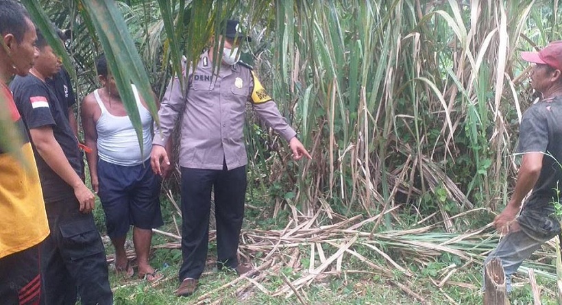 Serdangbedagai Gempar, Mayat Kades Ditemukan di Kebun Sawit Diduga Tersambar Petir