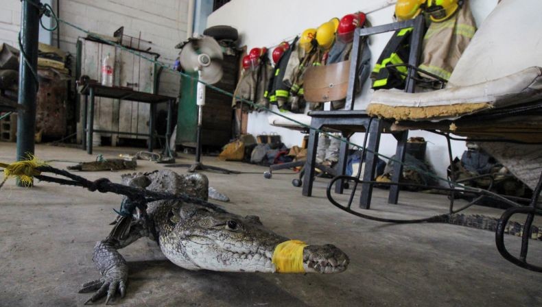 Ngeri! 200 Buaya Keluyuran di Kota gara-gara Banjir