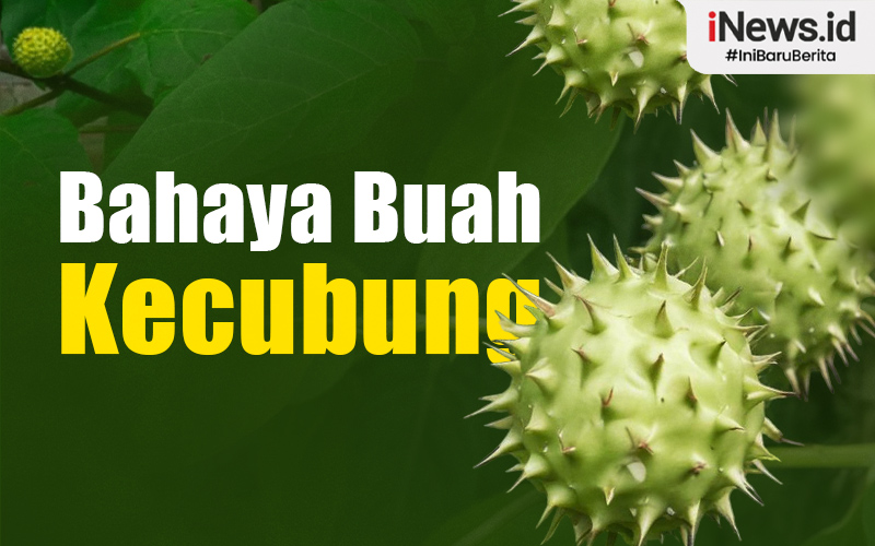 Weekend Story: Kecubung, Si Mungil Beracun Bikin Halusinasi Banyak Makan Korban