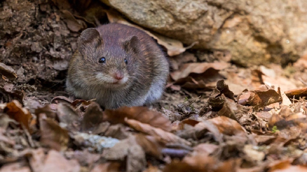 Viral Cara Usir Tikus di Rumah Pakai Audio Ultrasonik Bikin Warganet Penasaran: Nanti Coba Ah!