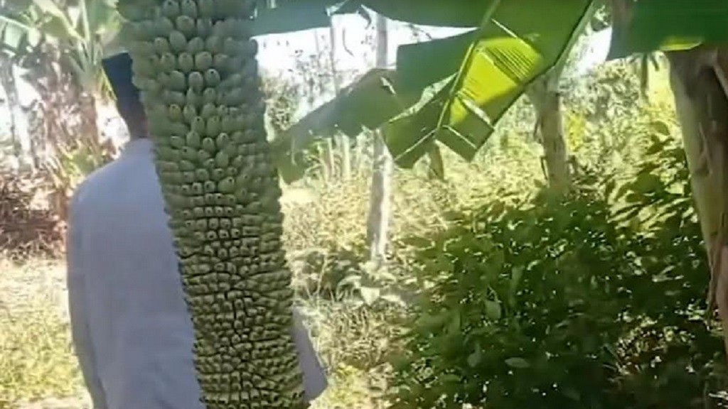 Viral Pohon Pisang di Sampang Berbuah hingga Ribuan, Warganet Heboh: Dikit-Dikit Mistis!