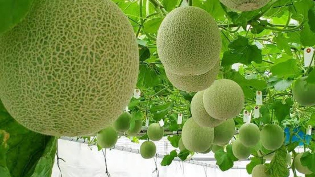 Jelajahi Wisata Edukasi di Bantul, Melihat Panen Melon Hidroponik dan Anggrek