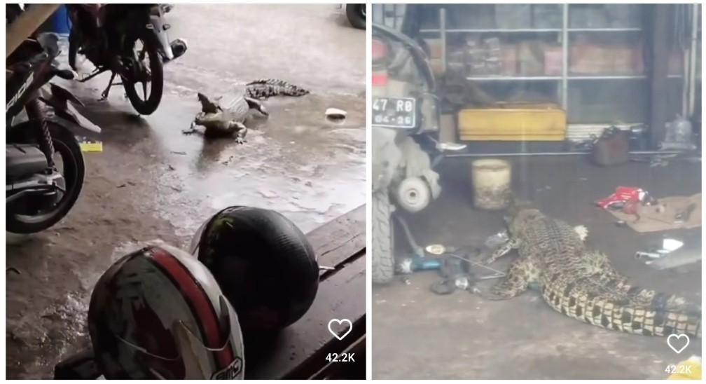 Viral Buaya Masuk Bengkel Bikin Mekanik dan Konsumen Panik, Netizen: Mau Perbaikan Jok?