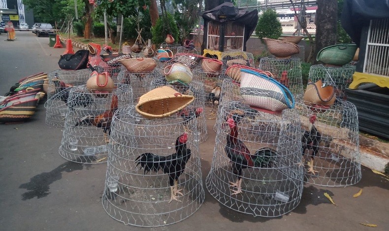 Berantas Judi, Polda Metro Jaya Sita Puluhan Ayam Jago dan Amankan 70 Orang