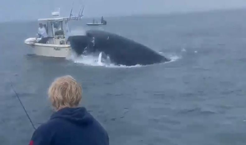 Viral, Detik-Detik Perahu Nelayan Dihantam Ikan Paus hingga Terbalik