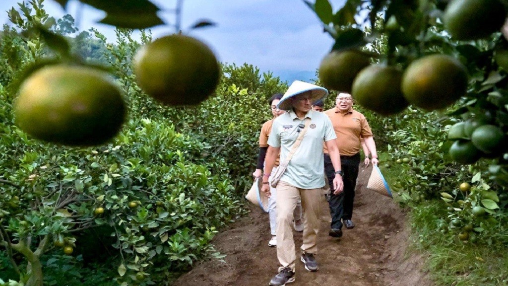 Jelajahi Desa di Malang, Bisa Wisata Petik Jeruk Siam Madu Sepuasnya