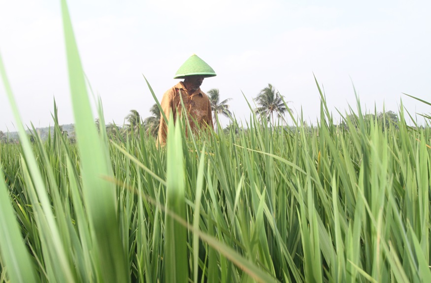 Bantu Tingkatkan Produksi Beras Petani, Perum Bulog Gencar Lakukan Huluisasi