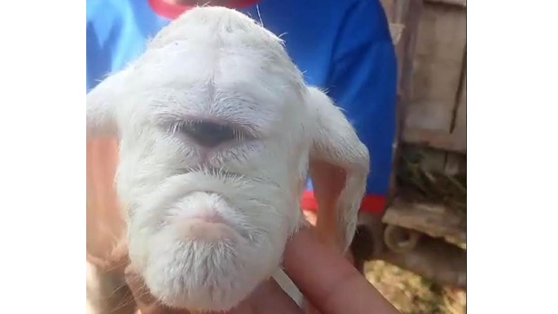 Geger! Kelahiran Anak Domba Mata Satu dan Tak Punya Hidung di Cianjur