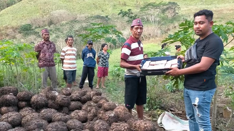 Cerita Petani Porang di NTT Raup Miliaran, Pembeli Datang Langsung Bawa Uang Satu Koper