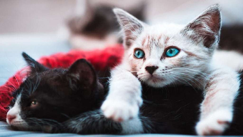 Hari Kucing Sedunia Jatuh pada 8 Agustus, Begini Maknanya