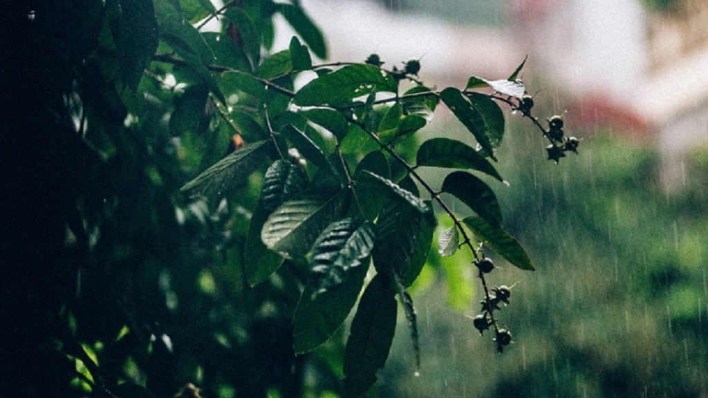 Kenapa Orang Suka Ngantuk saat Hujan? Ternyata Ini Penjelasan Ilmiahnya