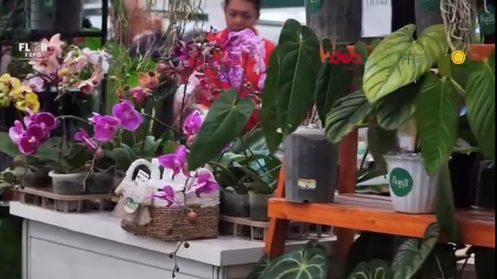 Pencinta Tanaman Hias Meningkat, Pameran Florikultura Jadi Daya Tarik Baru
