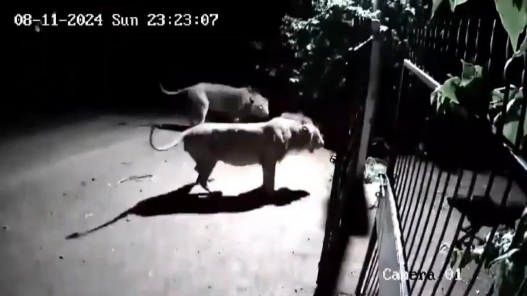 Viral Rekaman CCTV 2 Anjing dan 2 Singa Hampir Berkelahi dekat Kandang Sapi Warga