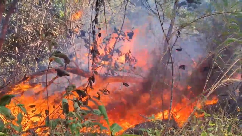 Hutan Wisata Bukit Kukus Terbakar, Api Berkobar Ditiup Angin Kencang