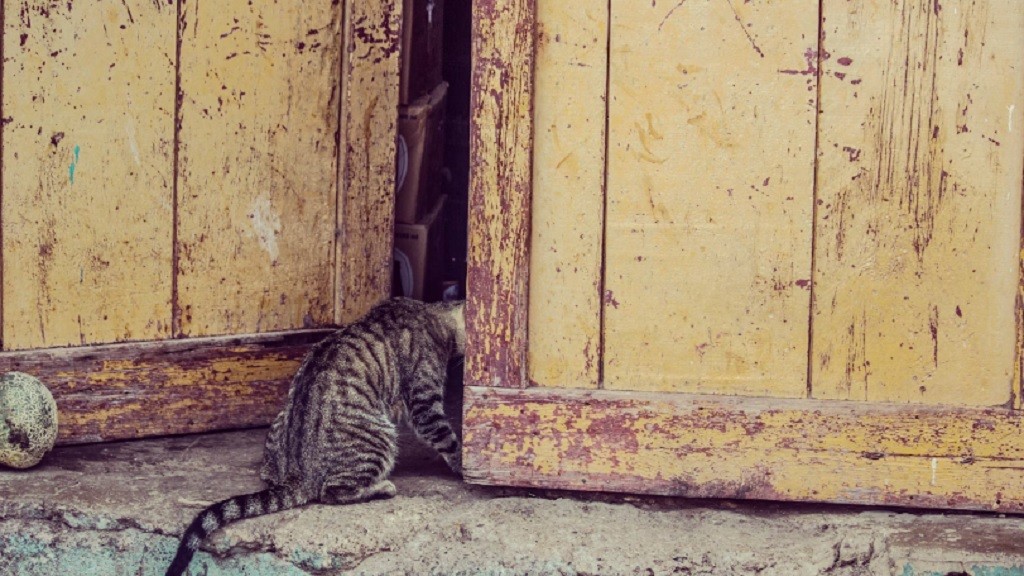Kenapa Kucing Benci Pintu Tertutup dan Kerap Berusaha Membukanya?