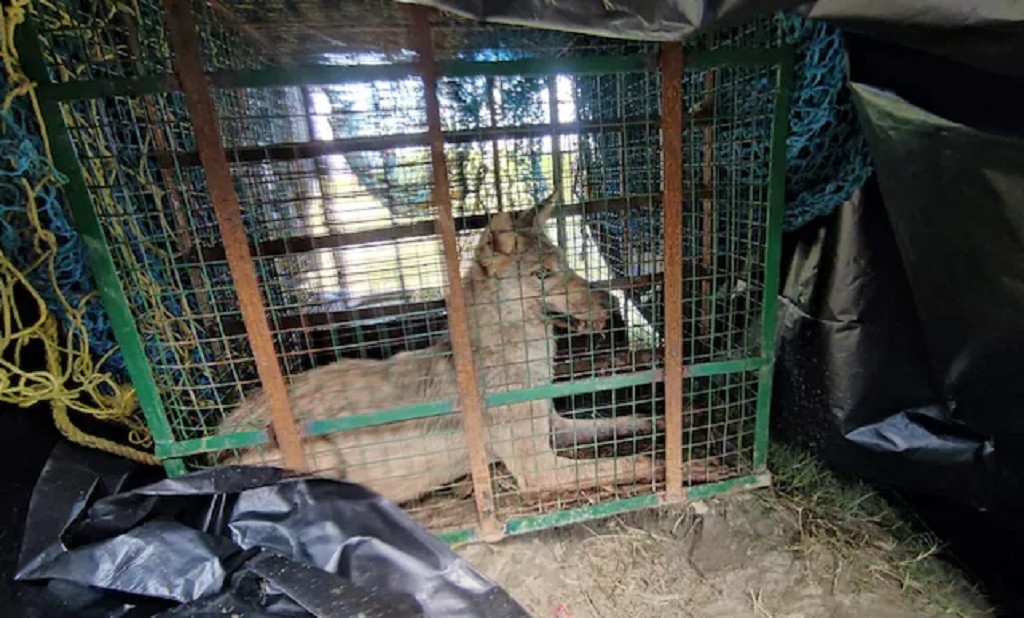 Serigala Ganas Serang Penduduk di India, 8 Orang Tewas termasuk Bayi