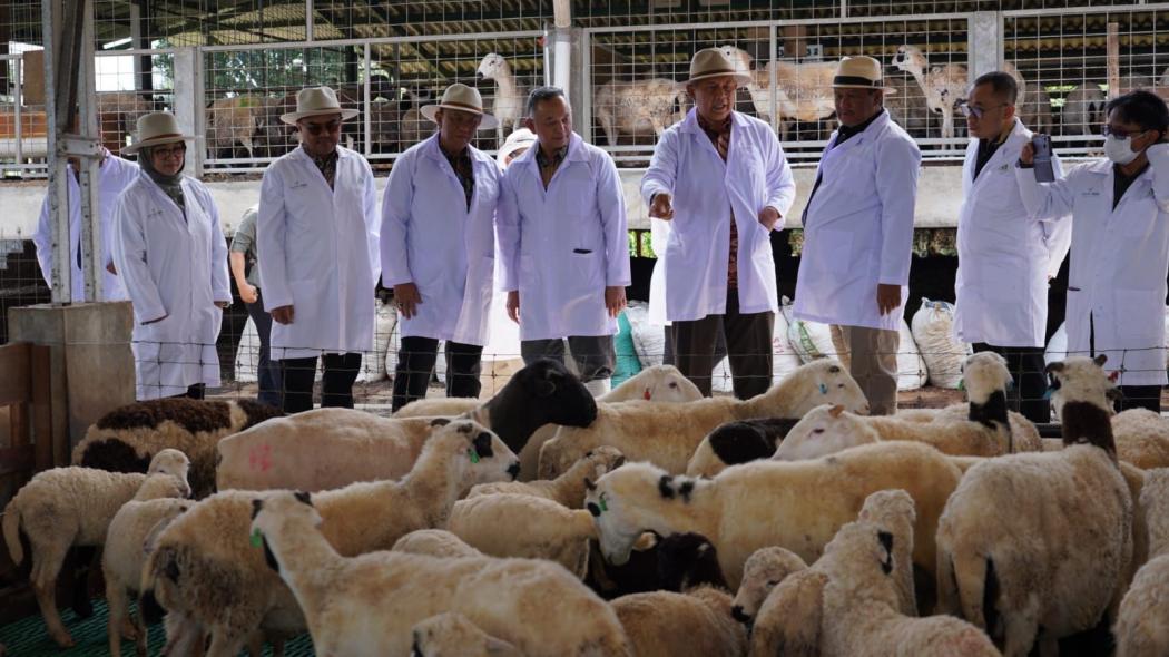 Kembangkan Sektor Unggulan di Jabar, OJK Beri Pembiayaan Peternak Domba