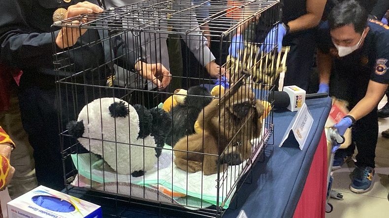 WNA Mesir Ditangkap di Bandara Soetta gegara Selundupkan 3 Primata Langka