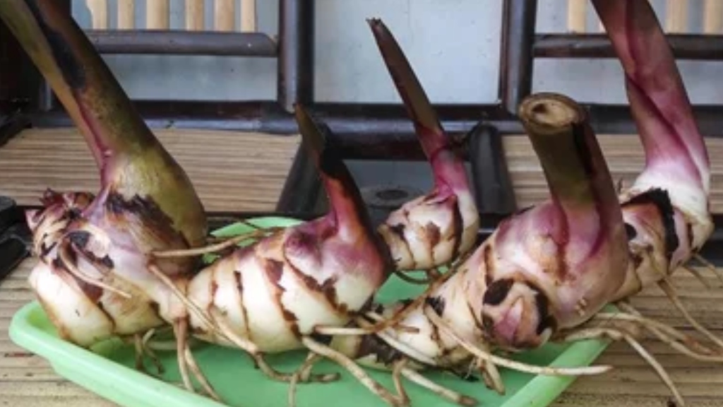 Contoh Teks Argumentasi tentang Ganyong, Sumber Pangan Pengganti Beras