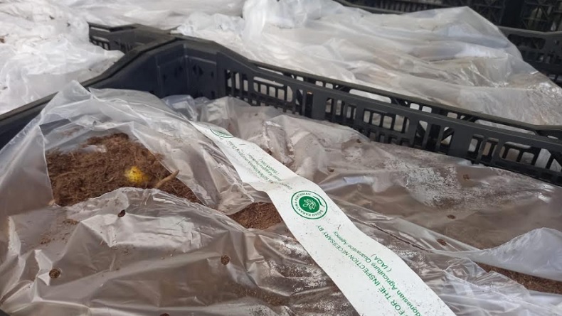 Terpapar Bakteri, 1,5 Ton Bibit Tanaman Hias Lilium dari Belanda Dimusnahkan