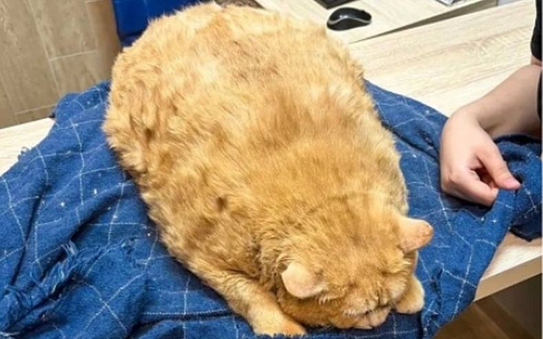 Kasihan! Kucing Oyen Ini Tak Bisa Berjalan akibat Kegemukan, Beratnya 17 Kg