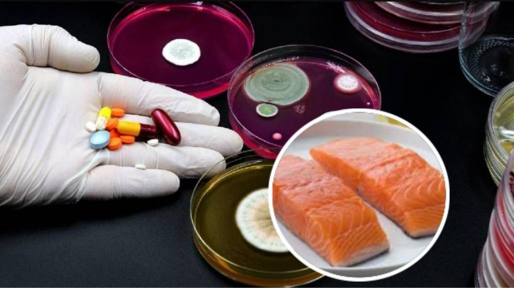 Viral Curhatan Perempuan Doyan Makan Salmon Berakhir Resistensi Antibiotik, Begini Tanggapan Dokter