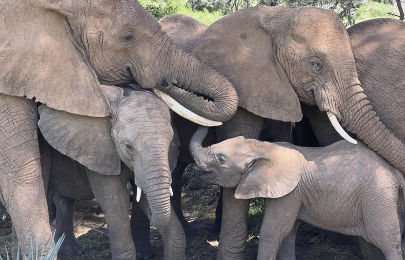 Tragis! Pasutri Tewas Mengenaskan Diinjak-injak Gajah
