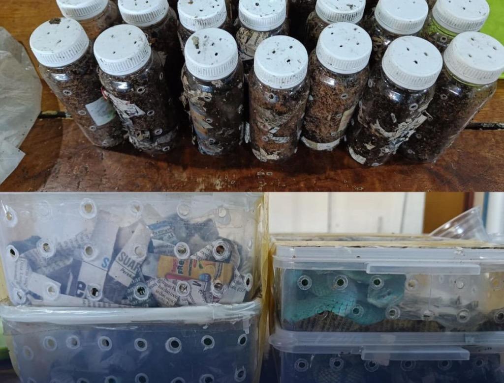 Bea Cukai Gagalkan Penyelundupan Kelabang hingga Ular dari Thailand Rp5,1 Miliar