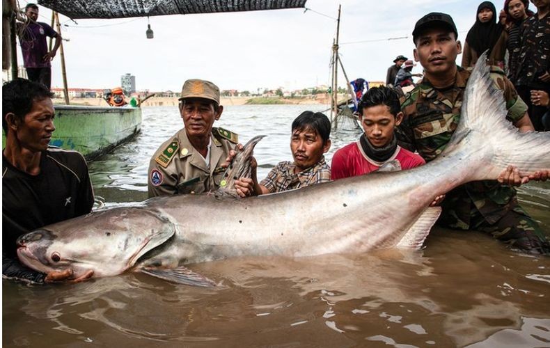 Ikan Lele Raksasa Sepanjang 2 Meter Ditemukan di Sungai Kamboja, Ini Penampakannya