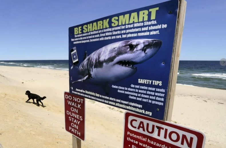 Tragis! Seorang Pastor Tewas Diterkam Ikan Hiu di Hadapan Keluarga