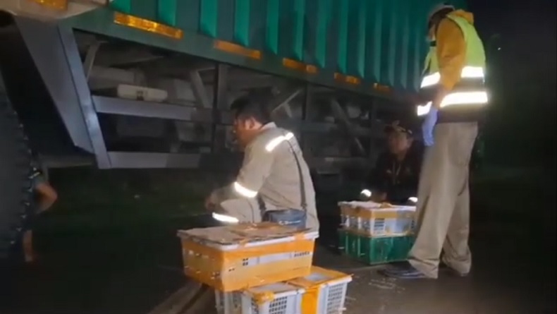 Geledah Truk Mencurigakan, Petugas Temukan 982 Burung di Pelabuhan Bakauheni