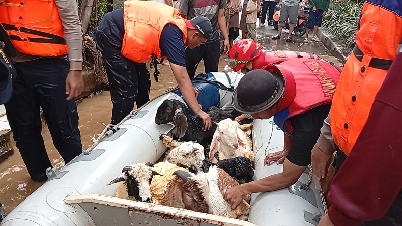 Dramatis! 15 Kambing Dievakuasi karena Kebanjiran di Jaksel, 2 Mati Kedinginan