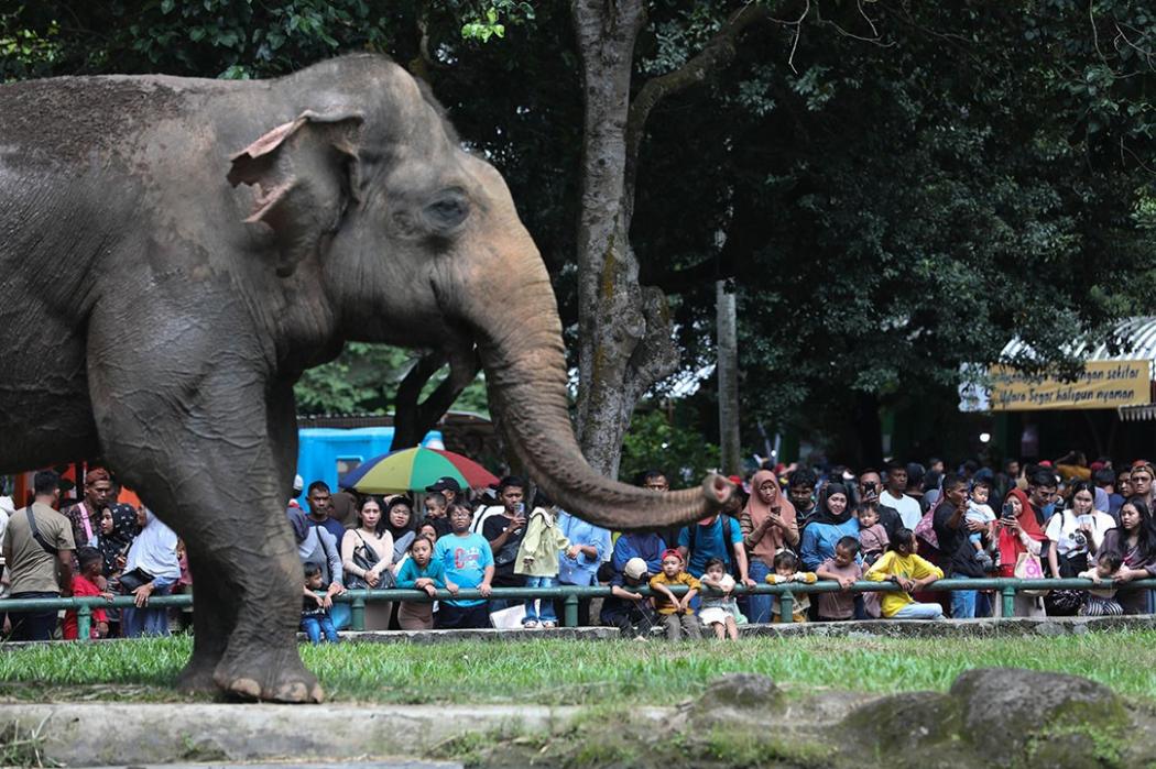 Ragunan Diserbu saat Libur Iduladha, Pengunjung Diprediksi Tembus 80.000 Orang