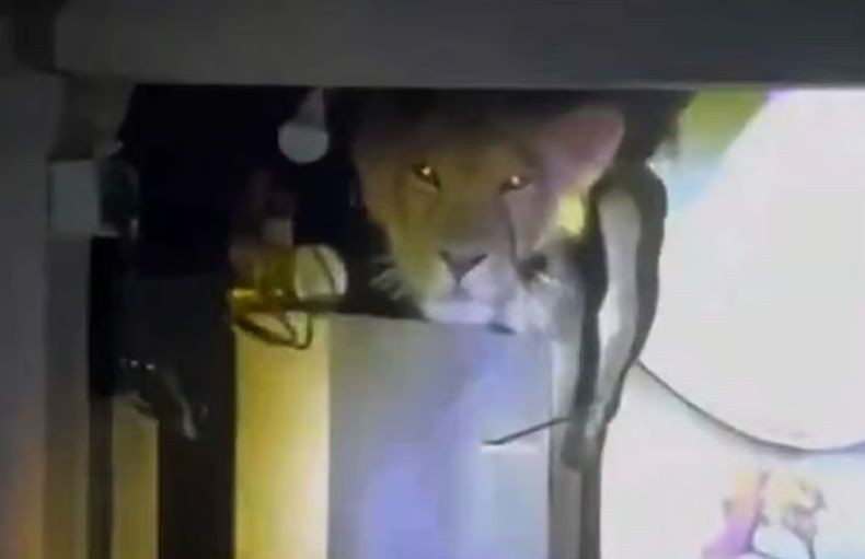 Serem tapi Gemes! Seekor Singa Dewasa Duduk Santai di Dapur Rumah Warga