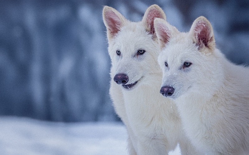 Punah 12.500 Tahun Lalu, Serigala Dire Wolf yang Terkenal di Game of Thrones Dihidupkan Kembali